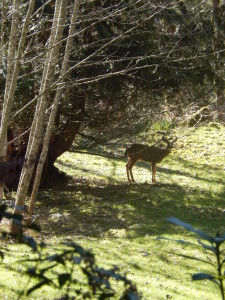 Deer, after just crossing the Stream, at Mountain Meadows!