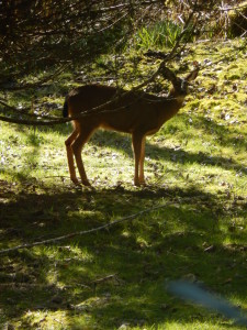 Deer watching us watch him/her!!